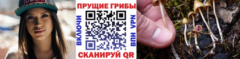 Галлюциногенные грибы Magic Shrooms Монино